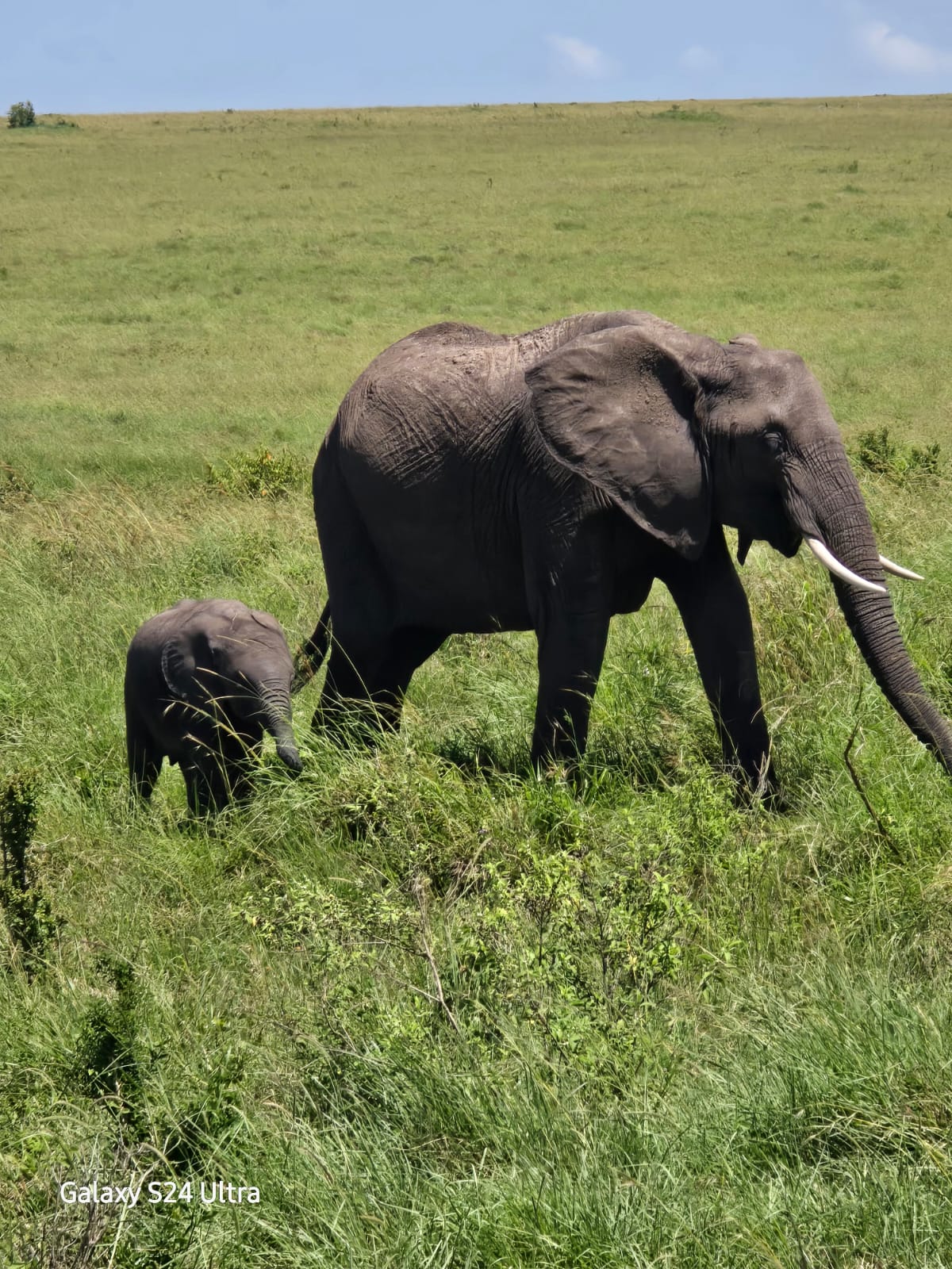 Amboseli Elephant Safari
