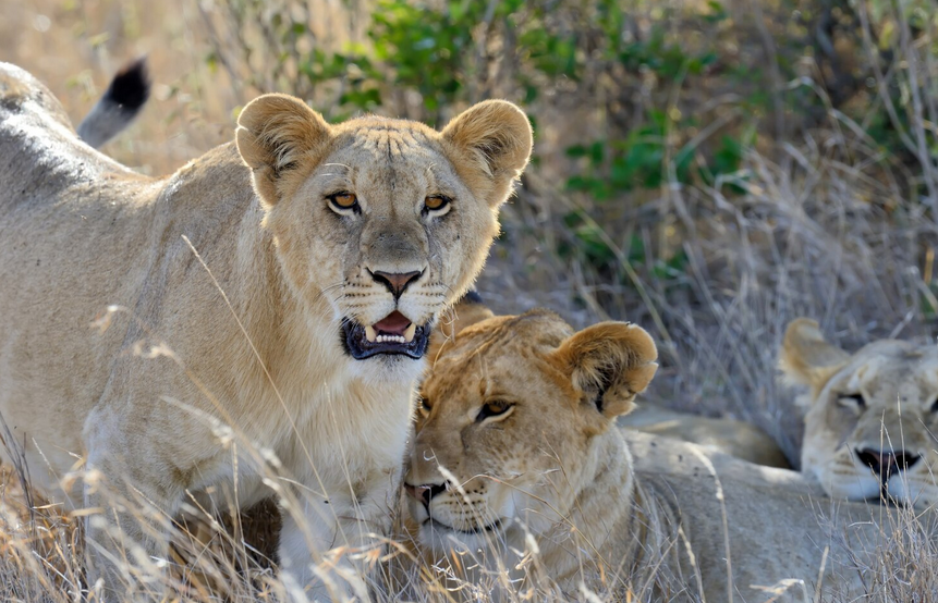 Samburu Special 5