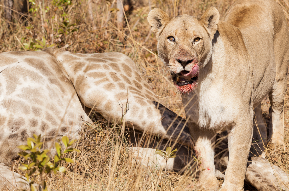 Northern Kenya Special