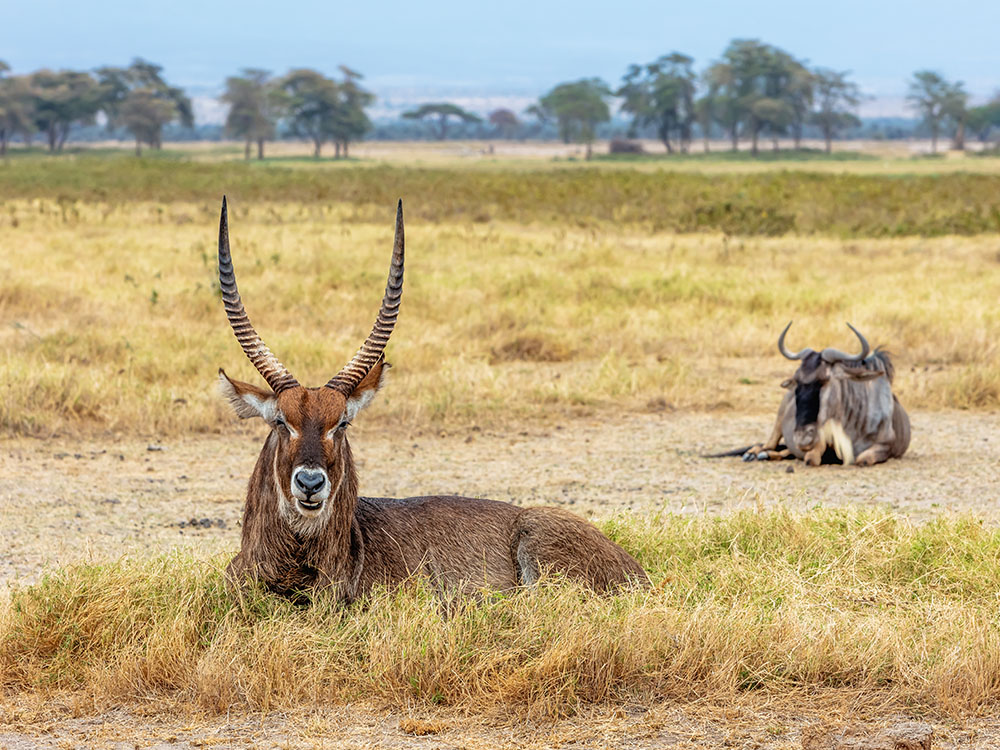 Ngorongoro Crater Tour
