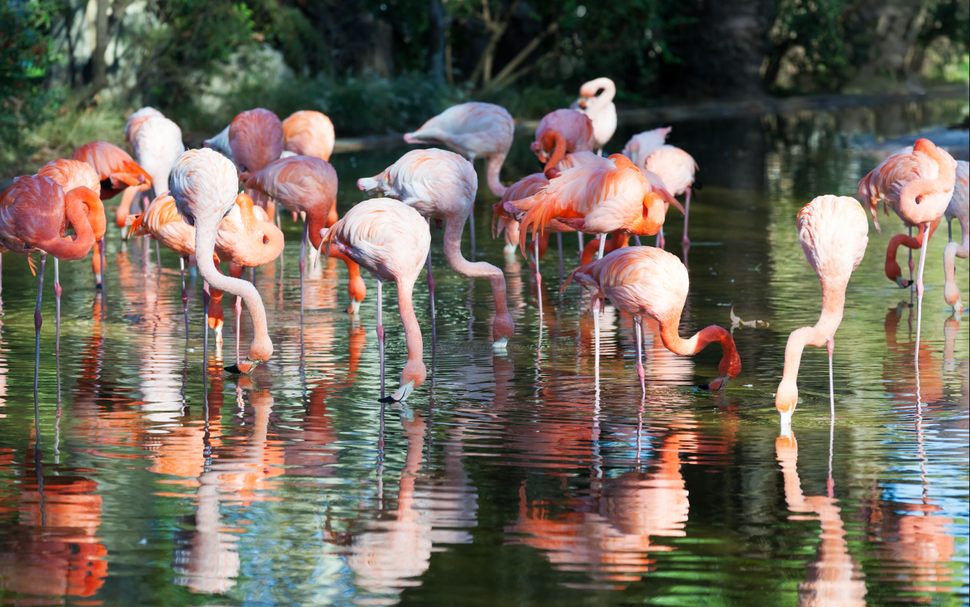 Flamingo Lake Special