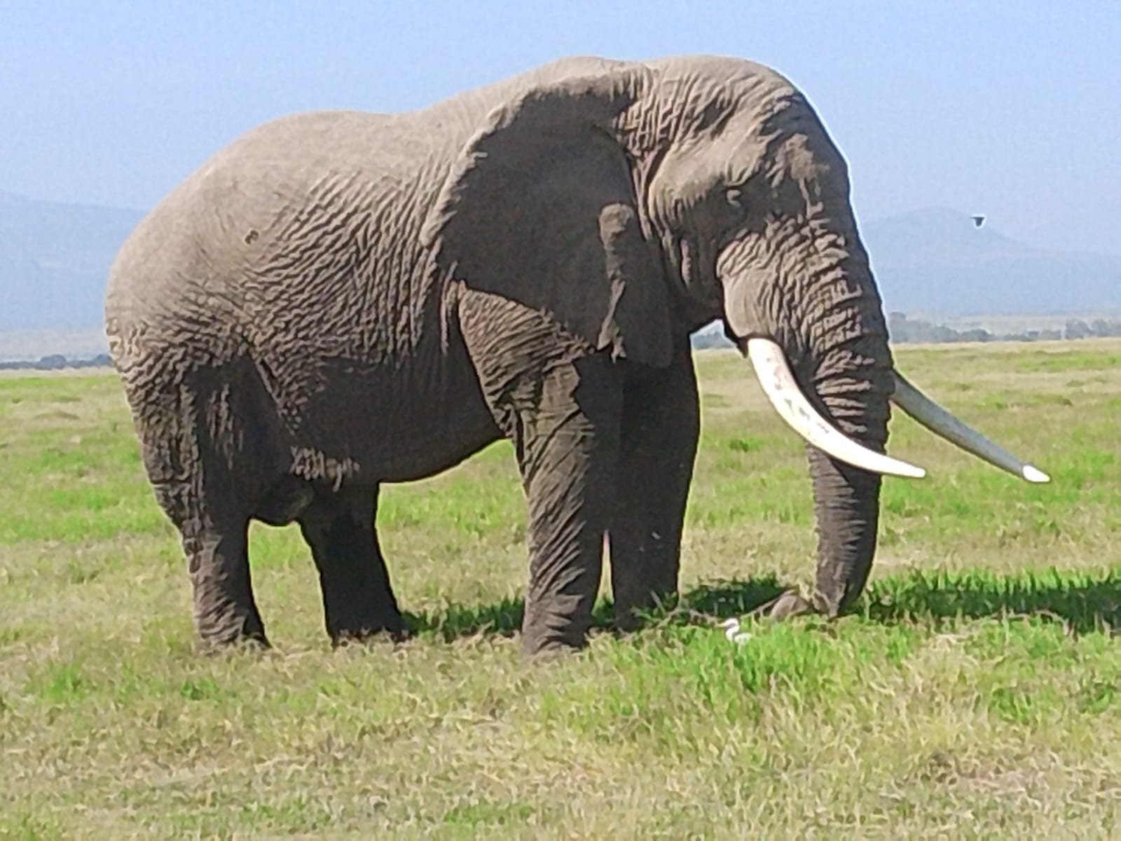 4 Days Serengeti Wonder
